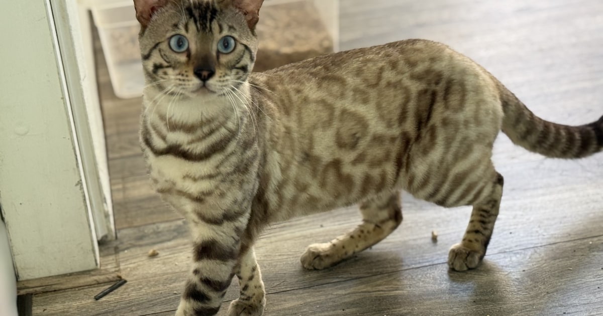 Heb jij Luxor gezien? Dit huisdier wordt in Wijk bij Duurstede vermist