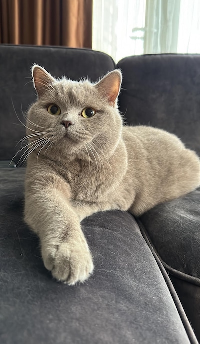 Heb jij Toetie, Blue of Nowie gezien? Deze drie huisdieren worden in Oosterhout vermist