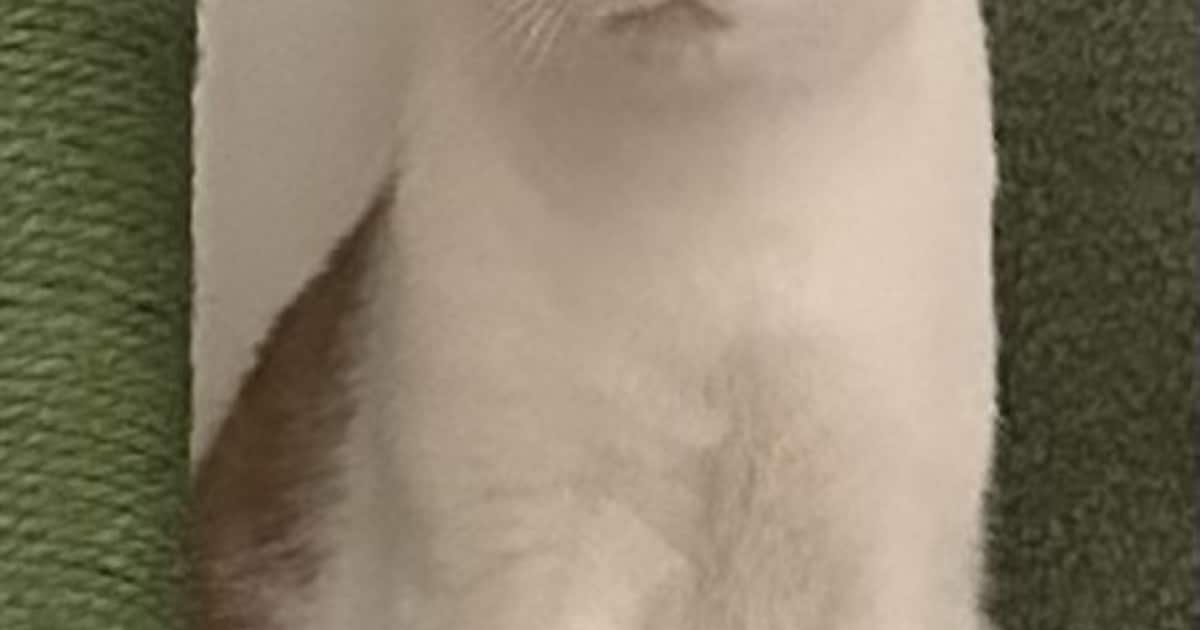 Heb jij Koosje gezien? Dit huisdier wordt in Soest vermist