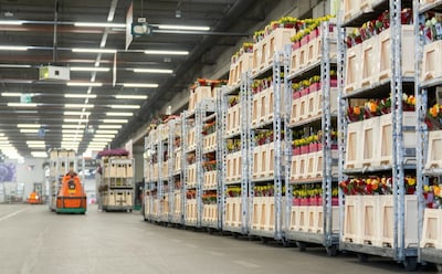 Bloemen en planten blijven populair, omzet Royal FloraHolland neemt toe: ‘2026 wordt een uitdagend j