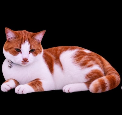 Heb jij Roma, Nala of Bao gezien? Deze vijf huisdieren worden in Ede vermist
