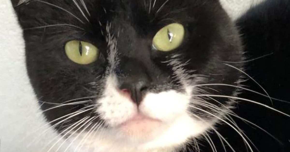 Heb jij Tiny of Poes gezien? Deze twee huisdieren worden in Heiloo vermist