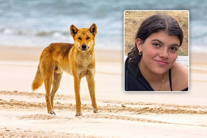 Canadese backpacker (19) verdrinkt nadat dingo's haar de zee in jagen: ' Piper hield van alle dieren' | Buitenland | AD.nl