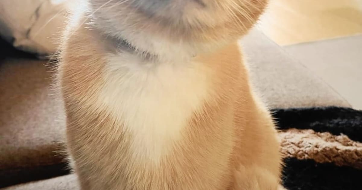 Heb jij Cookie of Thomas gezien? Deze twee huisdieren worden in Oegstgeest vermist