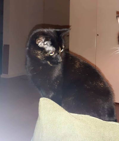 Heb jij Shiva of Streepje gezien? Deze twee huisdieren worden in Veenendaal vermist