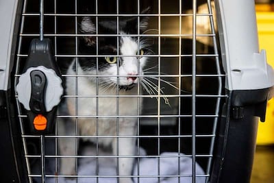 Gewonde kater mogelijk van het dak afgegleden, bijna drie kilometer van huis teruggevonden