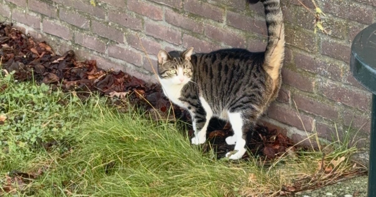 Heb jij Tijger of Nugget gezien? Deze twee huisdieren worden in Berkelland vermist | Foto