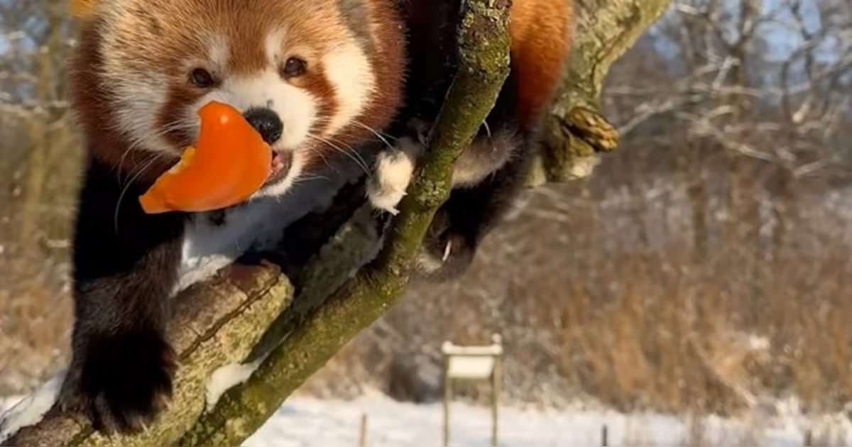 Rode panda’s genieten van code oranje in AquaZoo Leeuwarden