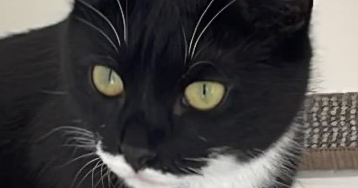 Heb jij Skip of Puck gezien? Deze twee huisdieren worden in Heiloo vermist