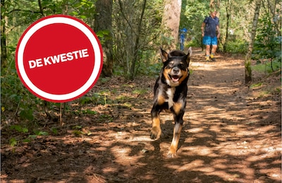 Lezers uiten frustratie over aanlijnplicht: ‘Laat die hondjes toch lekker loslopen!’