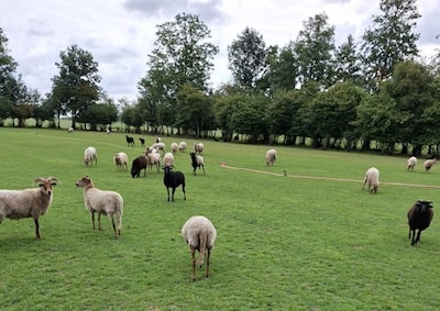 Schapen ingezet als wollige grasmaaiers om voetbalvelden weer speelklaar te maken