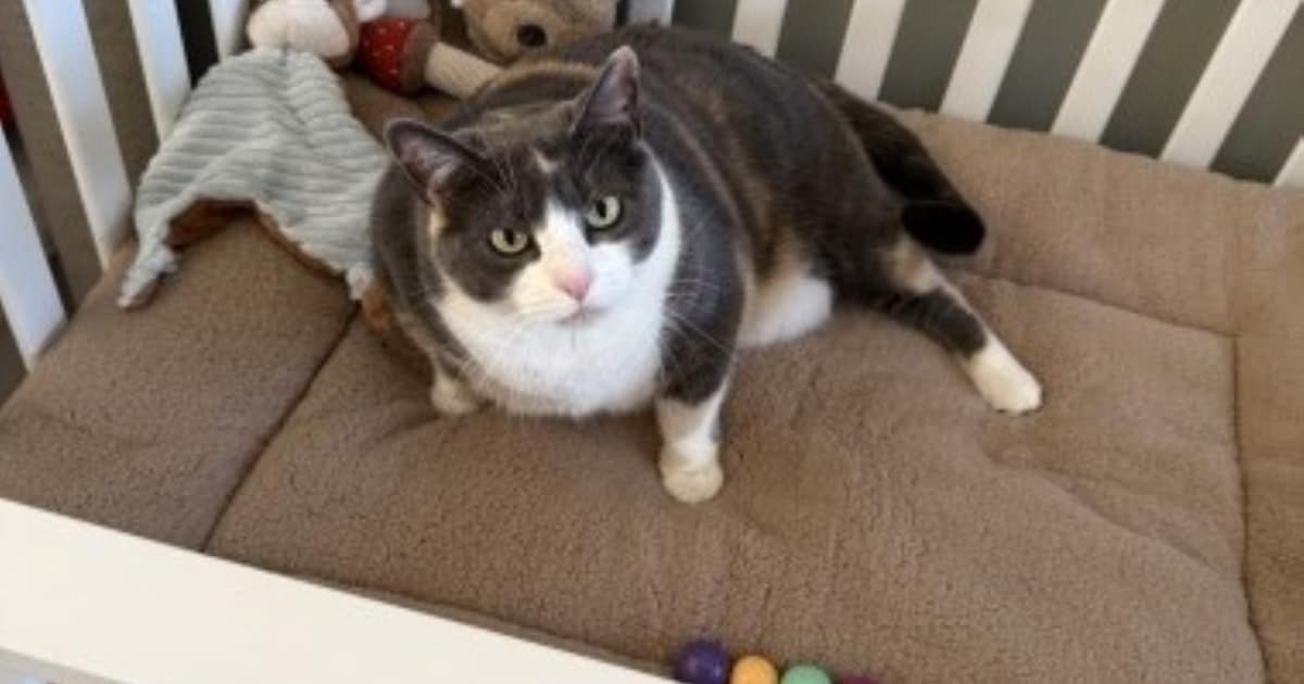 Heb jij Kiki of Milie gezien? Deze twee huisdieren worden in Hendrik-Ido-Ambacht vermist