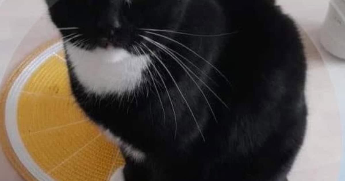 Heb jij Cliff gezien? Dit huisdier wordt in Coevorden vermist