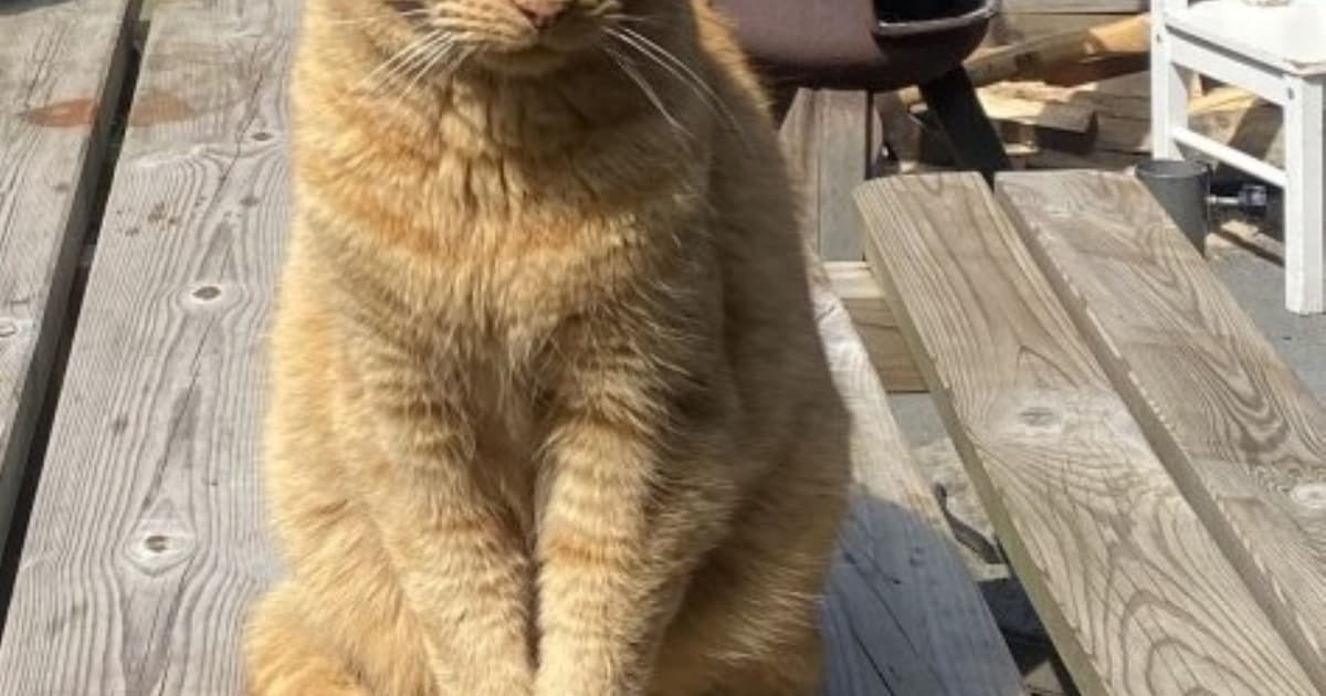 Heb jij Kwibus of Souhani gezien? Deze twee huisdieren worden in De Bilt vermist