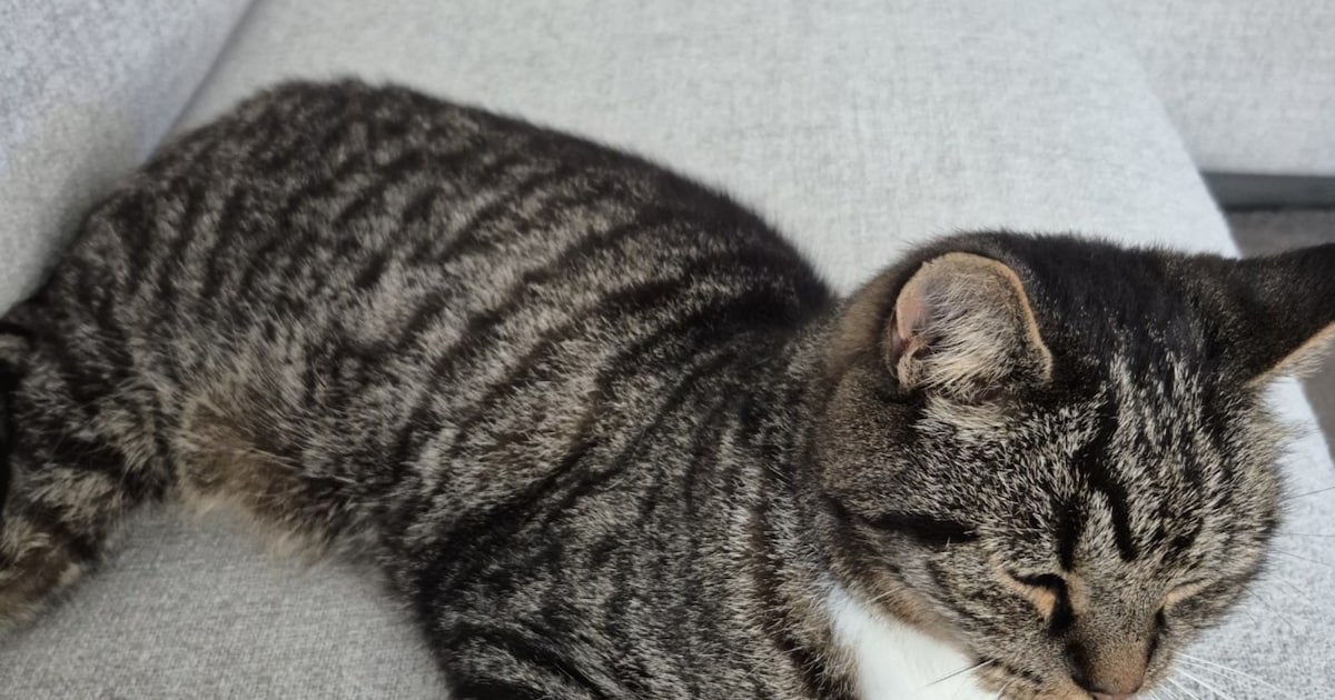 Heb jij Mojito gezien? Dit huisdier wordt in Oldambt vermist