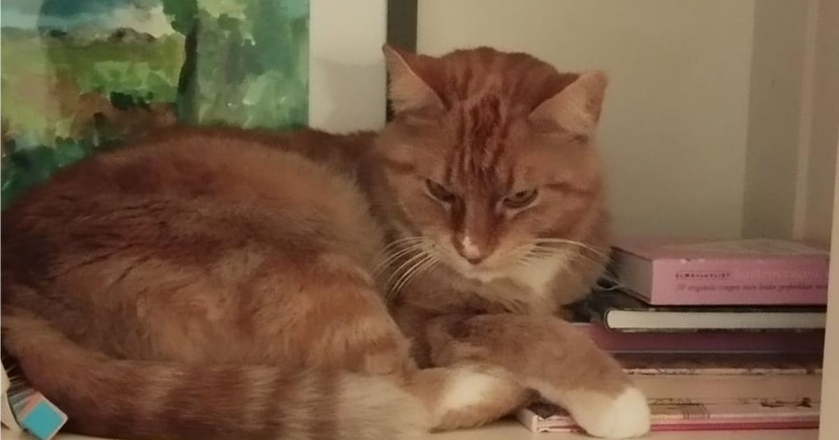 Heb jij Noe Noe gezien? Dit huisdier wordt in Diemen vermist