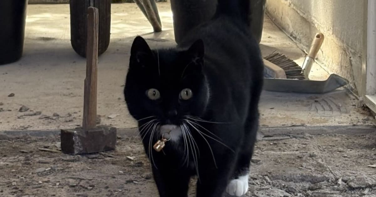 Heb jij Akkie of Stevie gezien? Deze twee huisdieren worden in Vught vermist