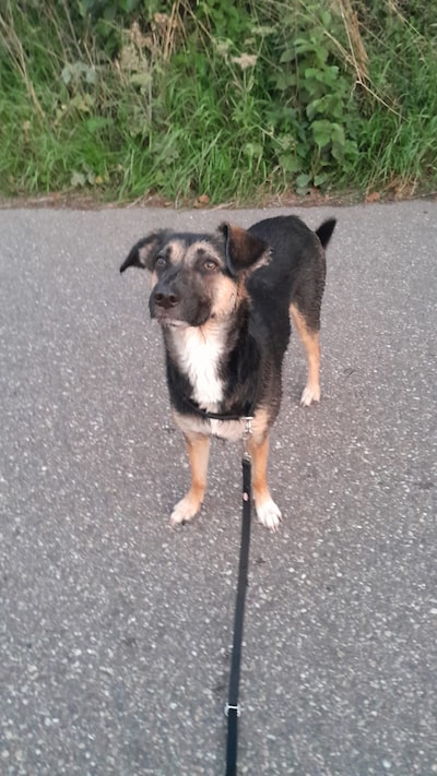 Heb jij Nova gezien? Dit huisdier wordt in Woerden vermist