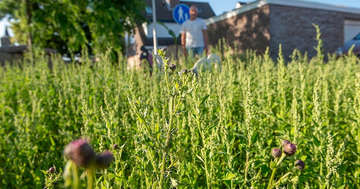 Harlingen erkent achterstand bij groenonderhoud in wijken, gemeente zoekt oplossing