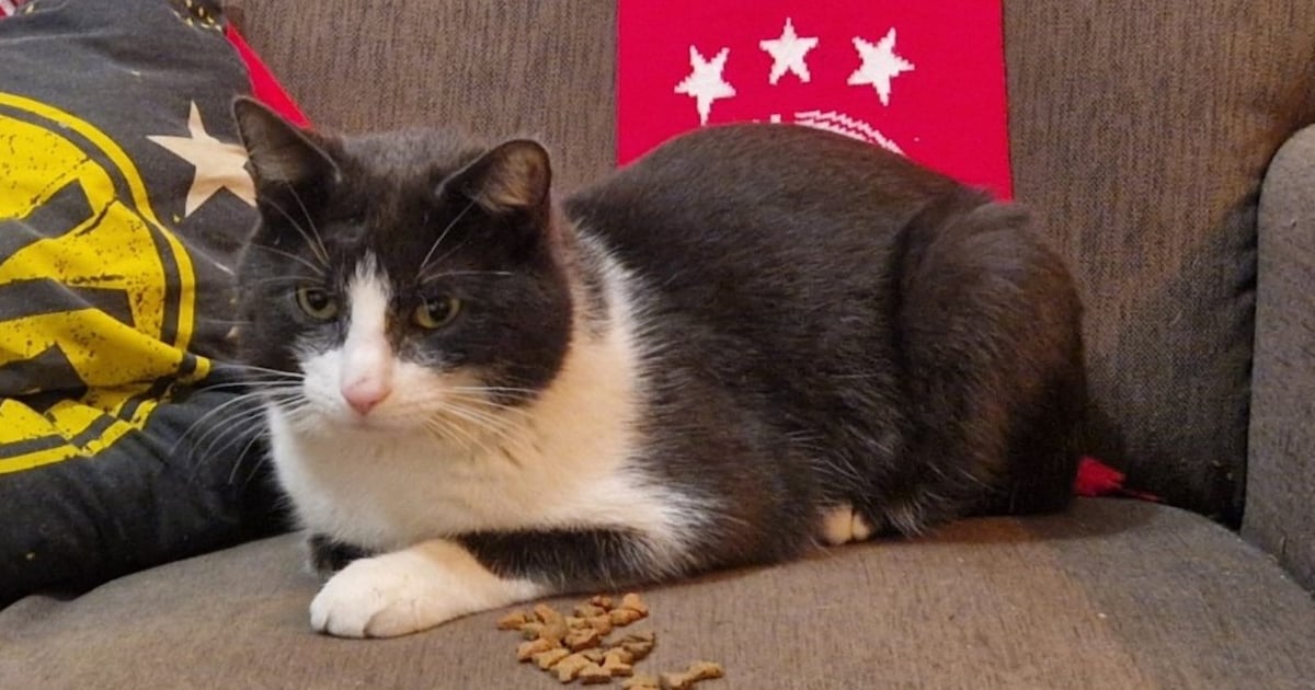 Heb jij Simba gezien? Dit huisdier wordt in Stede Broec vermist