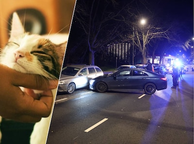 Automobilist ramt vier auto’s nadat hij uithaal krijgt van eigen kat