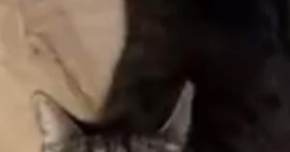 Heb jij Kees gezien? Dit huisdier wordt in Katwijk vermist