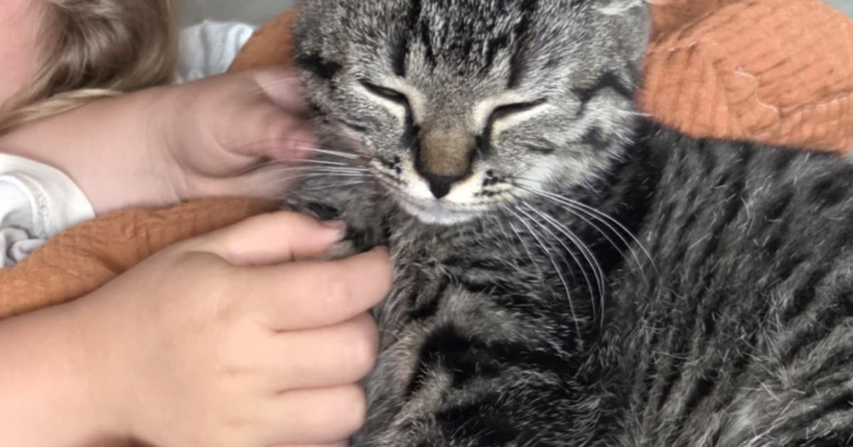 Heb jij Elsa gezien? Dit huisdier wordt in Waddinxveen vermist