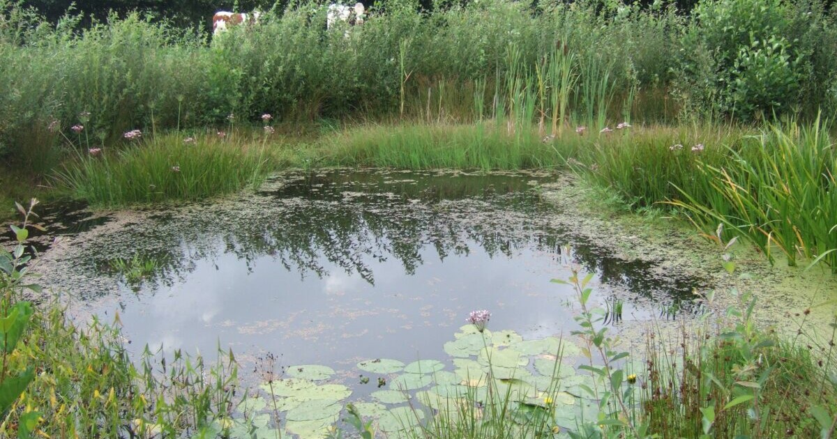 Acht agrariërs bij Brummen krijgen 600.000 euro voor gebiedsplan