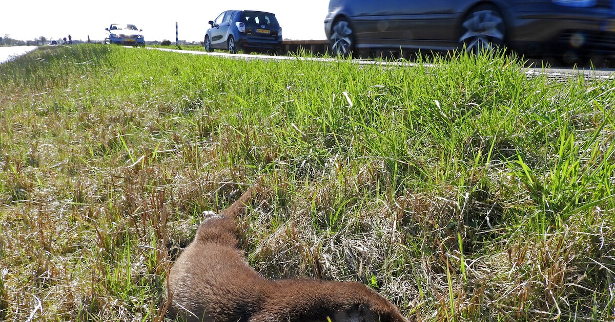 Steeds meer otters in Nieuwkoopse Plassen en die hebben een veilige oversteekplaats nodig