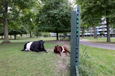 Joke Wartna neemt na 42 jaar afscheid van kinderboerderij De Trotse Pauw