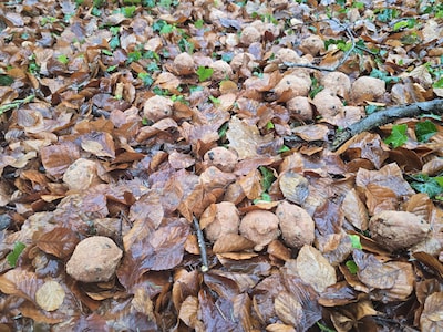 Duizenden oliebollen gedumpt in bosjes bij Delden: ‘Breng ze dan naar de voedselbank’