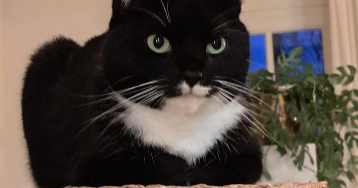 Heb jij Nala gezien? Dit huisdier wordt in Roerdalen vermist