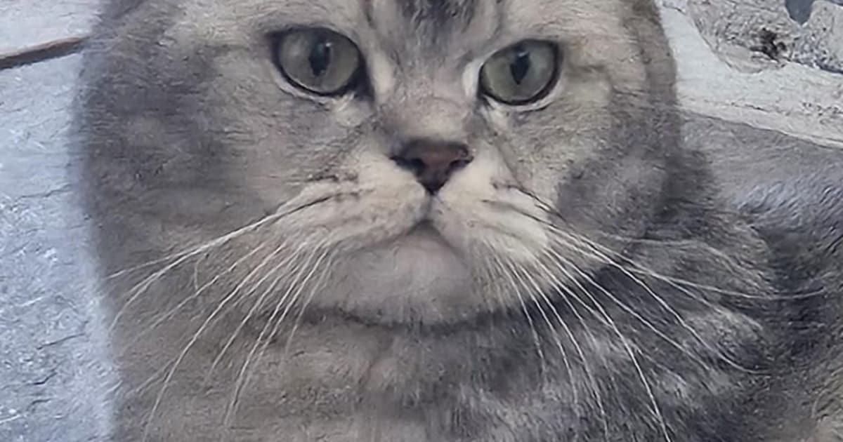 Heb jij In-djie, Coby of Buuf gezien? Deze drie huisdieren worden in Enschede vermist