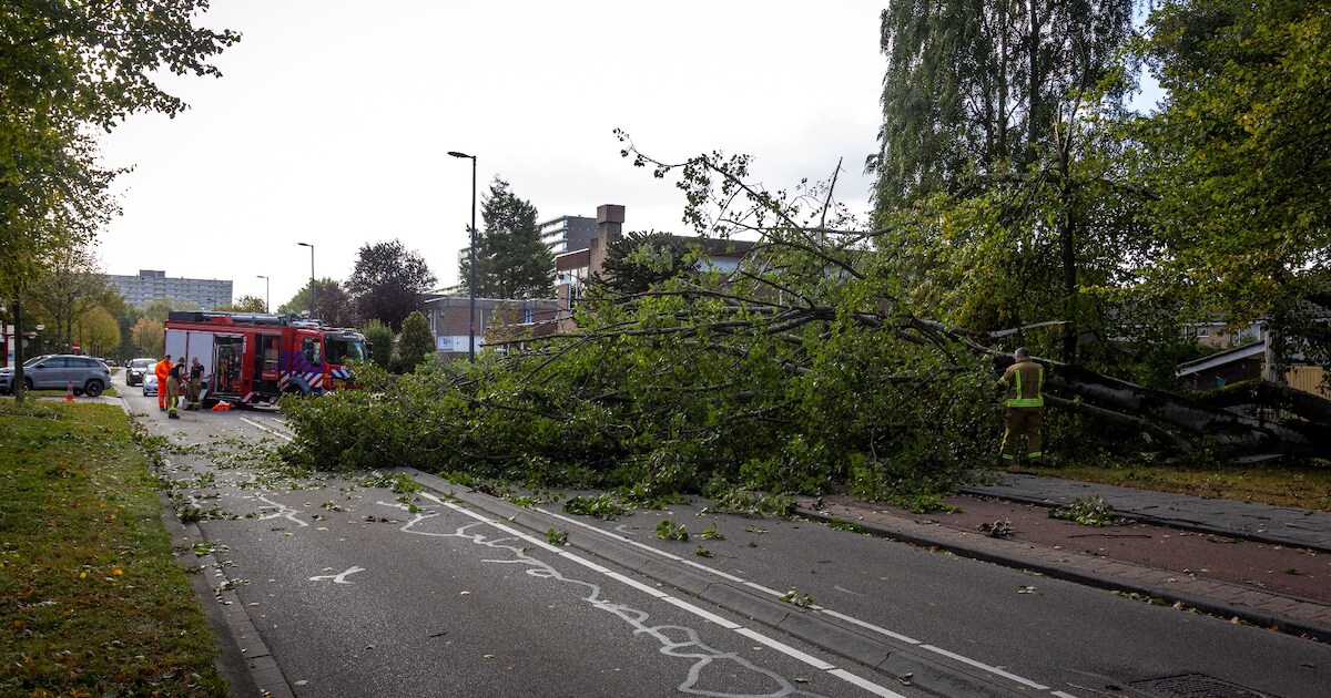 Grote boom waait om door storm Amy en blokkeert de Korhoenlaan in Vlaardingen