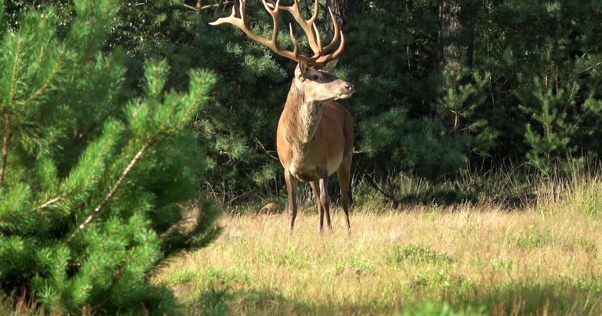 Dorpskerk in Vaassen komt met extra vertoning van natuurfilm