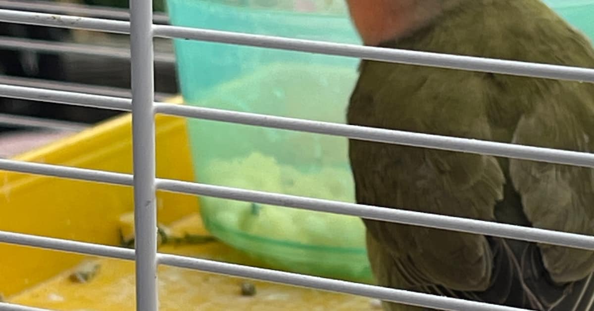 Heb jij Koko gezien? Dit huisdier wordt in Heusden vermist