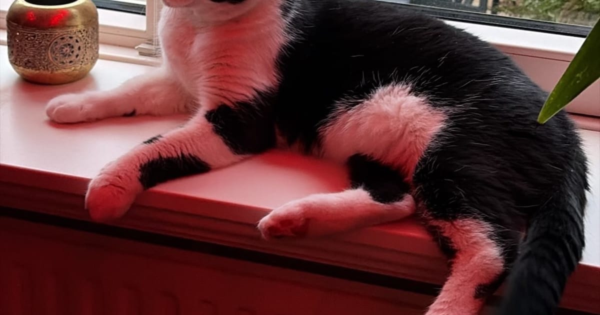 Heb jij Boris of Frits gezien? Deze twee huisdieren worden in Schouwen-Duiveland vermist