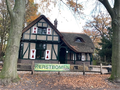 Kerstboom kopen: hier in Den Haag kan het