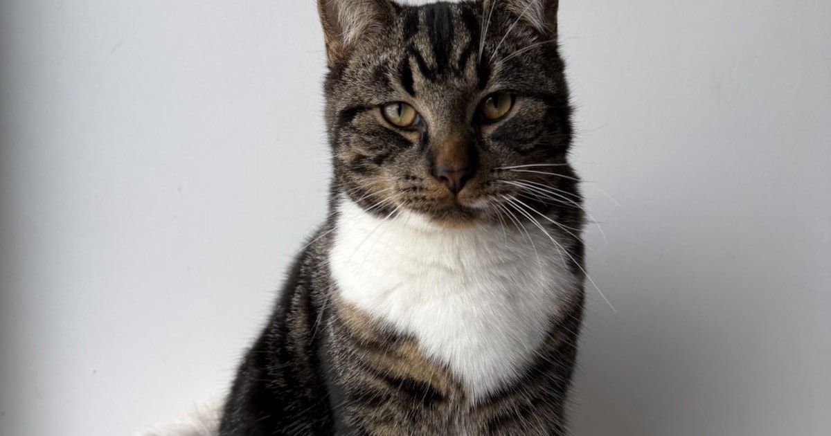 Heb jij Miguel, Poemel of Sira gezien? Deze zes huisdieren worden in Emmen vermist