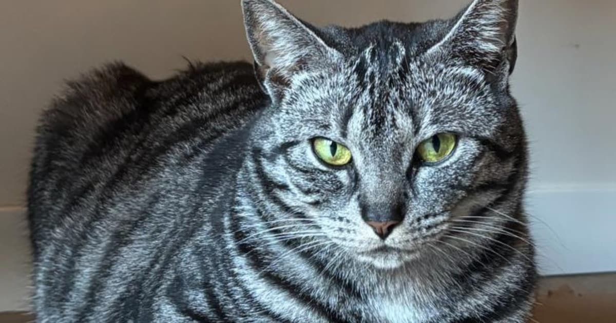 Heb jij Bea, Baby of Ziggy gezien? Deze vier huisdieren worden in Nieuwkoop vermist