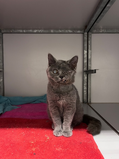 Op straat gevonden kitten Odin vecht voor zijn leven: ‘Oog verloren en gebroken kaak en toch is hij 