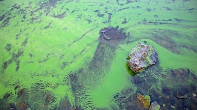 Waterschap waarschuwt voor meer blauwalg vanwege het droge, warme weer