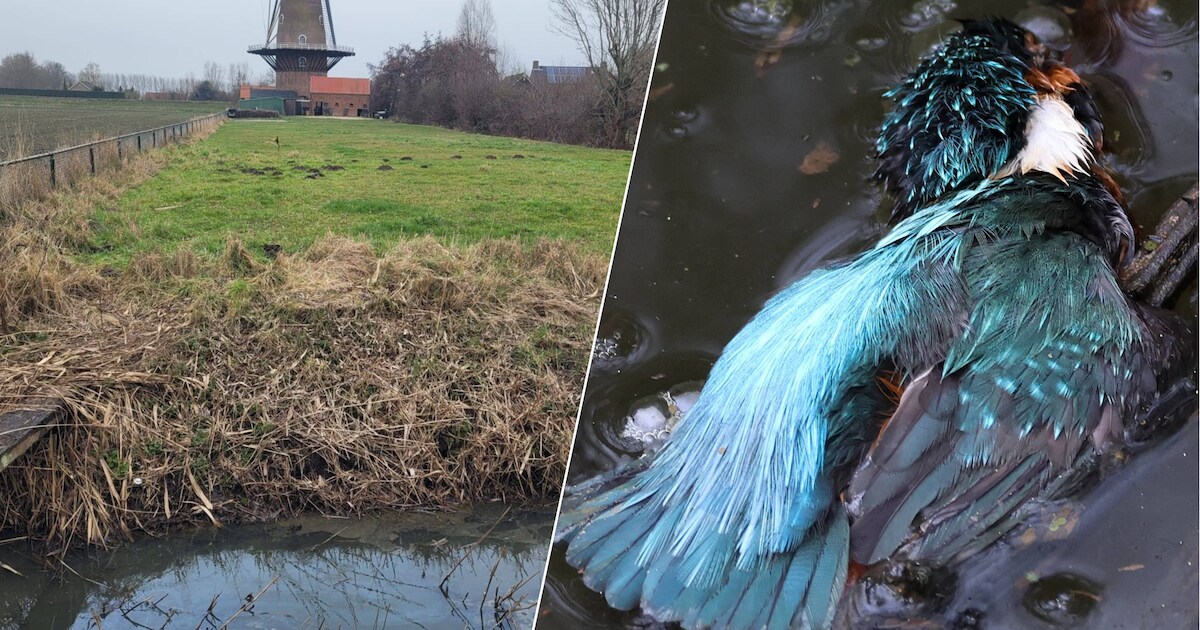 ‘Calamiteit’ in Zeeuwse sloot: natuur slaat alarm, maar vervuiler ...