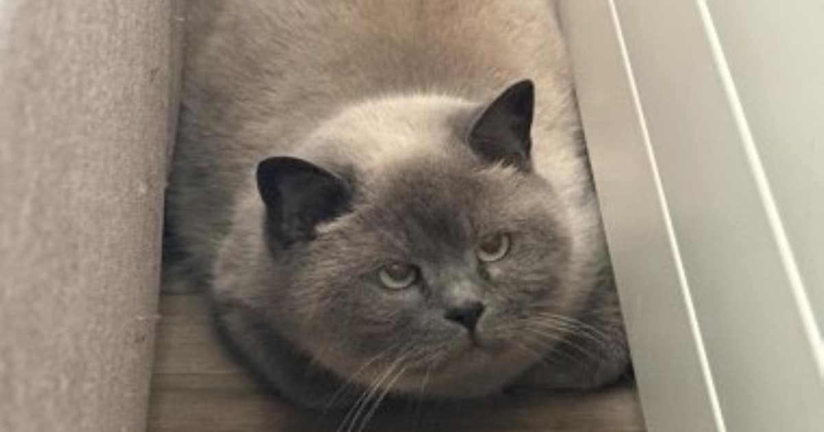 Heb jij Pleun gezien? Dit huisdier wordt in Nieuwkoop vermist