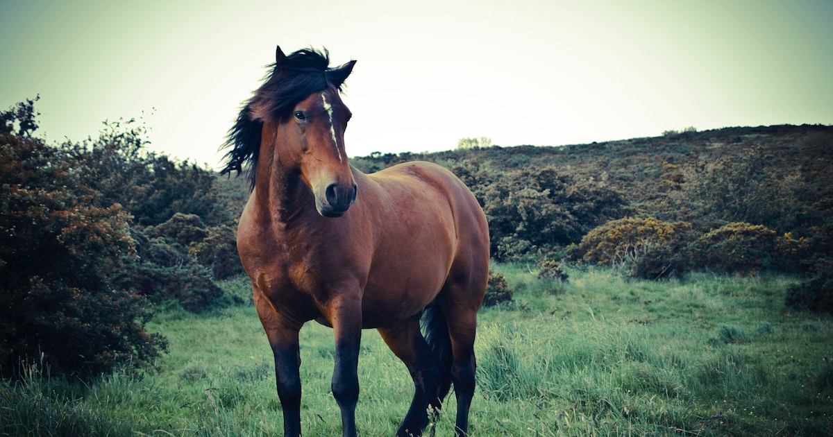 Leer je paard rustig blijven tijdens deze schriktraining in Zwijndrecht
