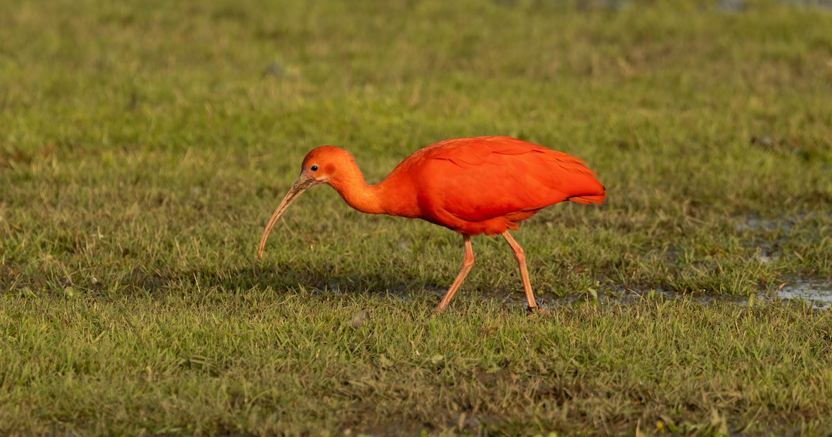 Exotische rode ibis steelt de show in Dordtse polder: ‘Iemand heeft het ...