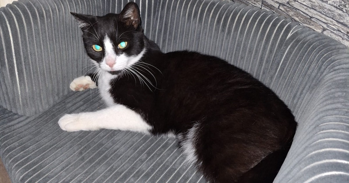 Heb jij Blixem gezien? Dit huisdier wordt in Landgraaf vermist