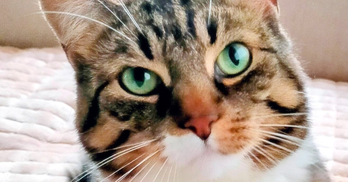 Heb jij Strike of Ted gezien? Deze twee huisdieren worden in Lochem vermist