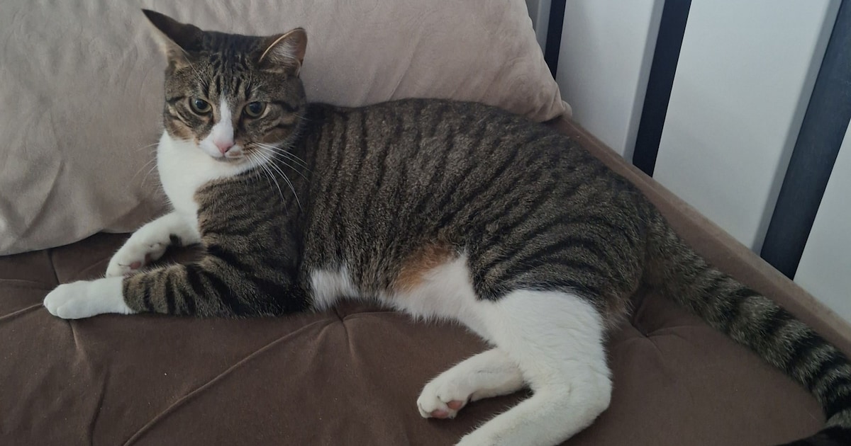 Heb jij Moesje gezien? Dit huisdier wordt in Beesel vermist