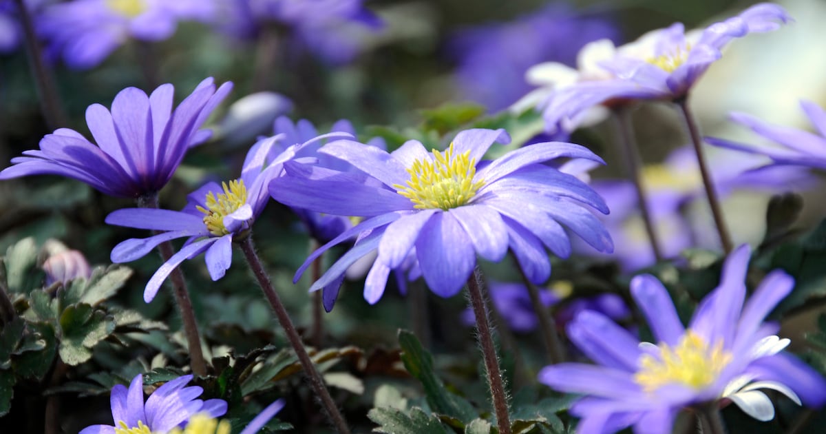 Arboretum Kalmthout houdt workshop botanisch tekenen :anemonen en hosta's in de spotlight